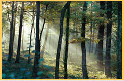 Cleveland Consulting Group, Inc.